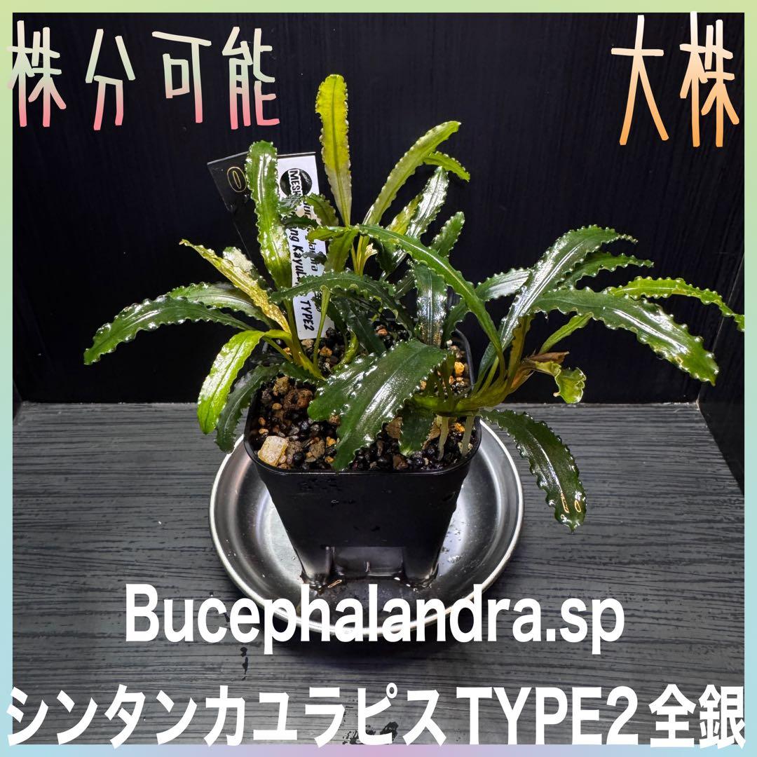 ブセファランドラsp.シンタン カユラピス TYPE2全銀 水上株1ポット［0