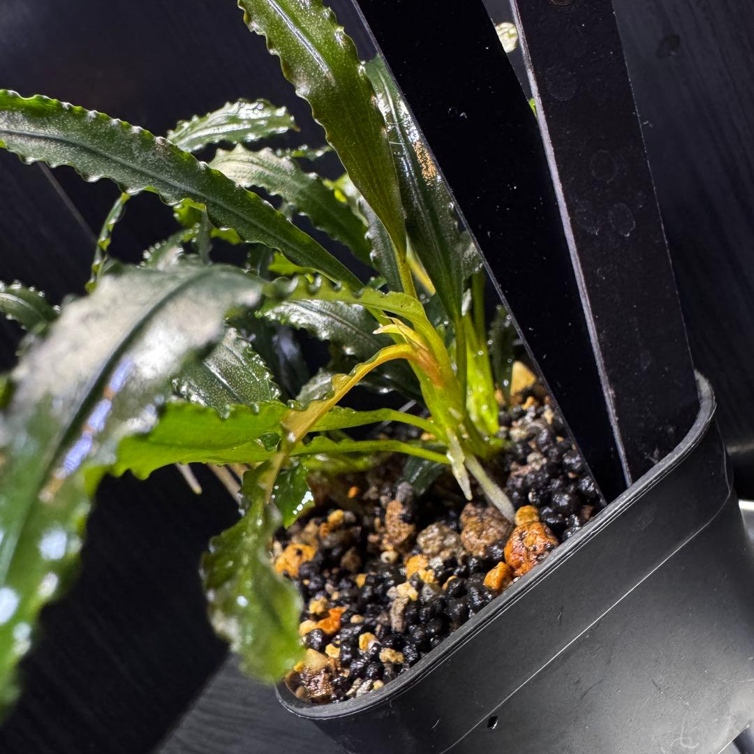 ブセファランドラsp.シンタン カユラピス TYPE2全銀 水上株1ポット［0