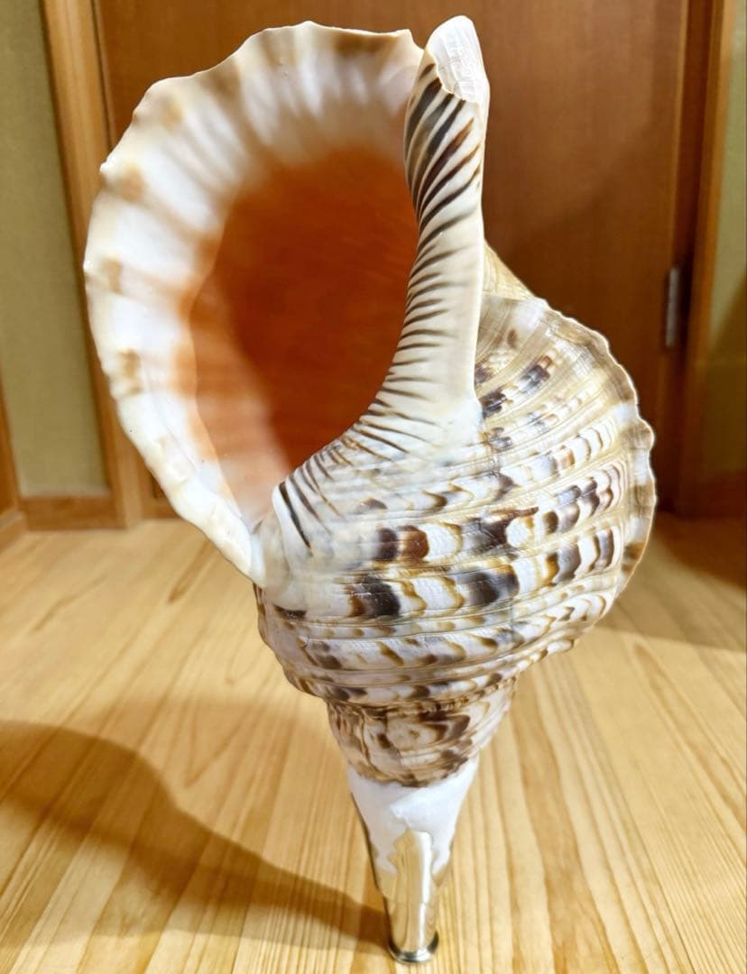 修験道法螺貝山伏密教魔除け熊よけ❣️ほら貝ホラガイ