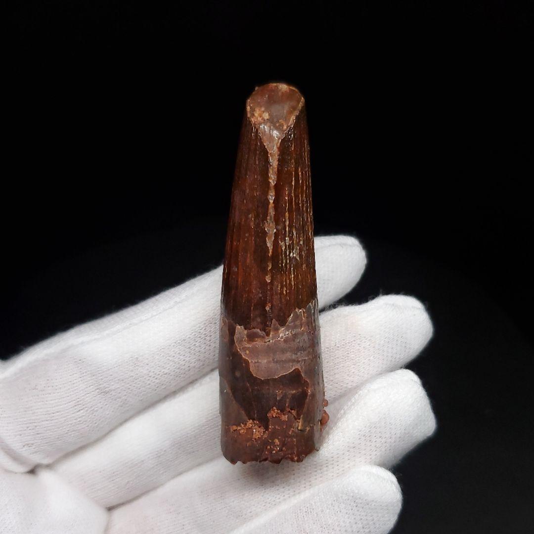 美品 スピノサウルス 本物 モロッコ産 56.58mm sp474