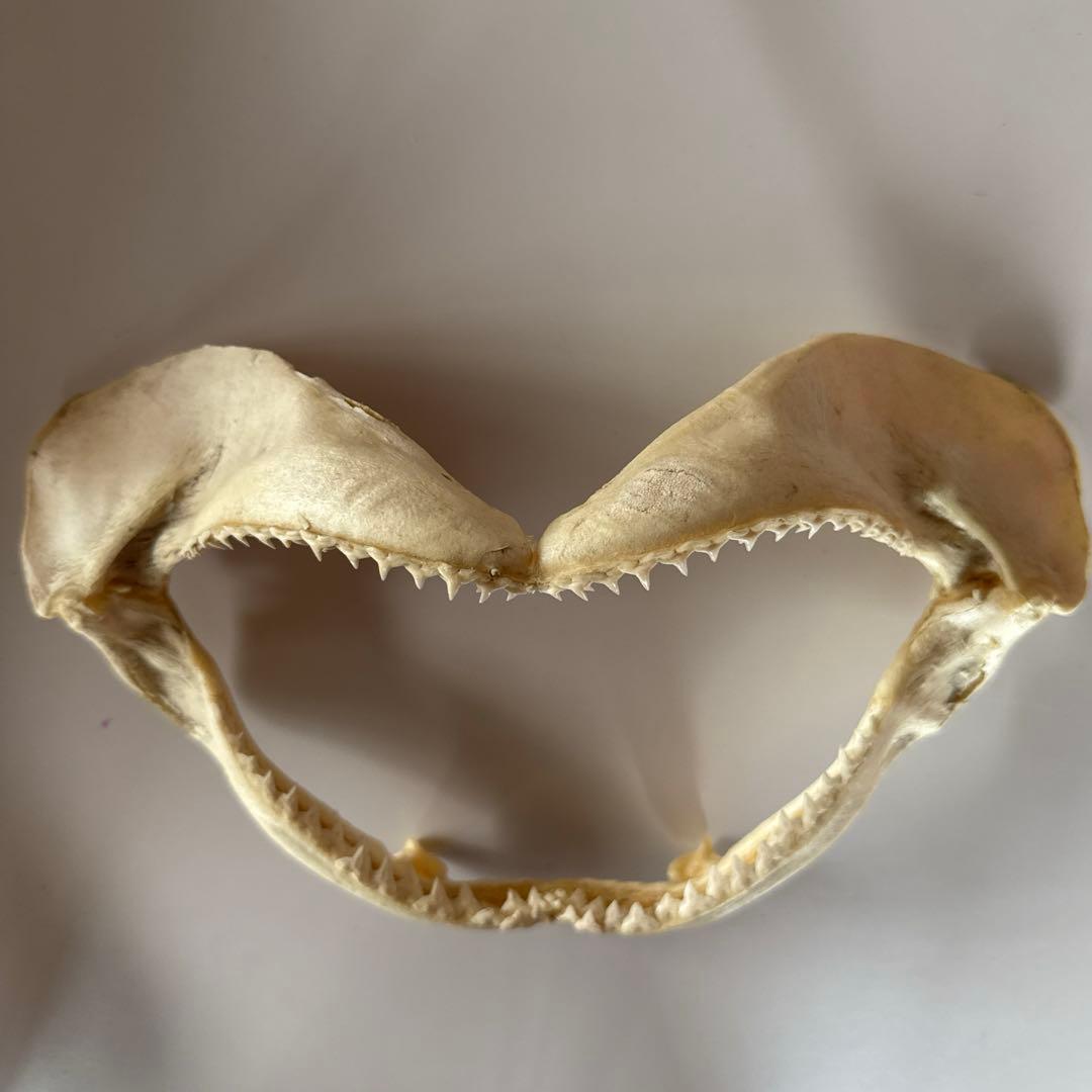 サメの顎 標本 サメの歯 アメリカの鮫 サメの顎（アオザメ）顎骨標本
