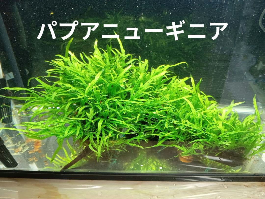 特大 ミクロソリウムsp.パプアニューギニア 流木活着