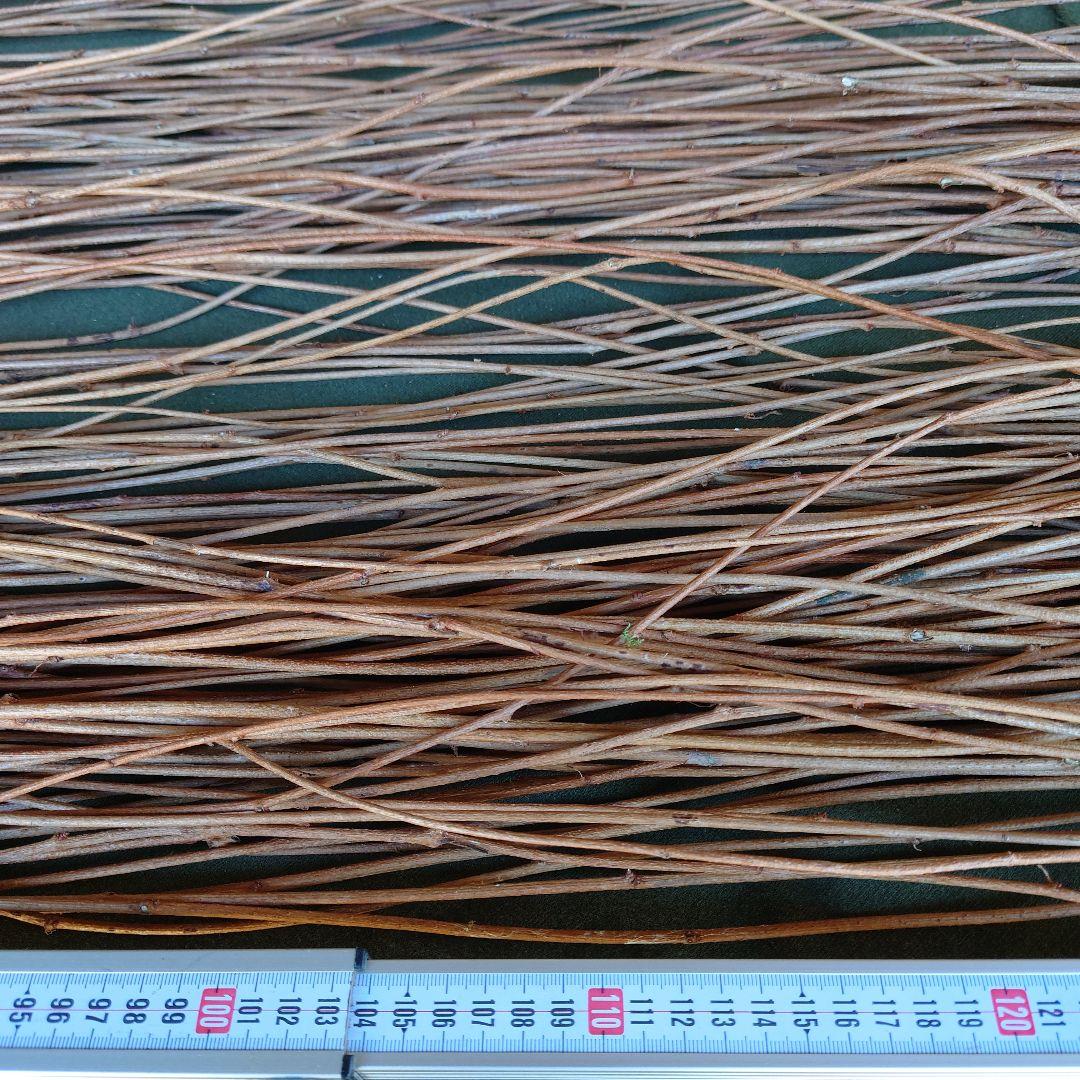 アケビの蔓(根蔓ランナー）