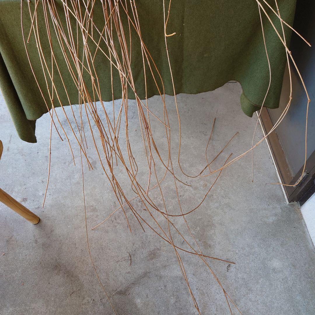 アケビの蔓(根蔓ランナー）