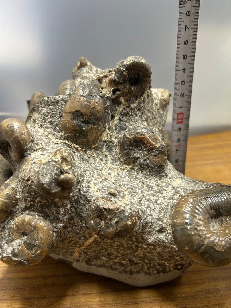 希少】異常巻きアンモナイト化石ヘテロマーファスカフィテス属4730g