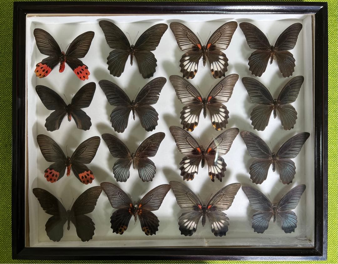 蝶標本 希いっぱい種類等標本ガラス木箱現状品のみ41x50x6cm 蝶標本 蝶