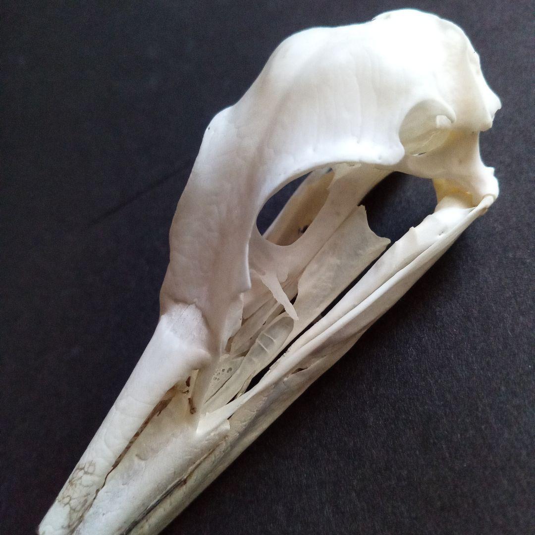 アオサギ 鷺 頭部 頭骨 スカル 極美麗標本