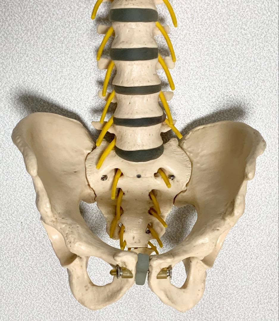人体脊椎模型 可動式 約85cmカイロプラクティック 全健会 コタロウ