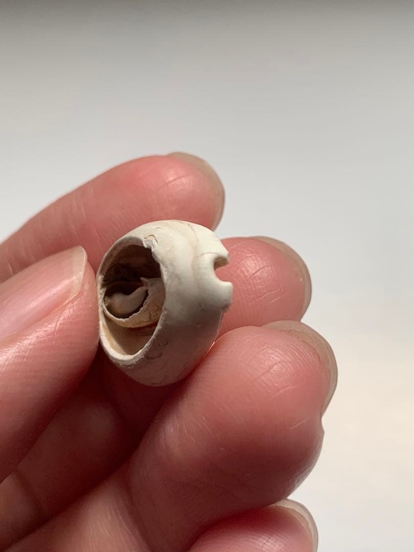 中国貝貨 紀元前1500年頃 古銭 貨幣 アンティークコイン 出土 縄文 石器