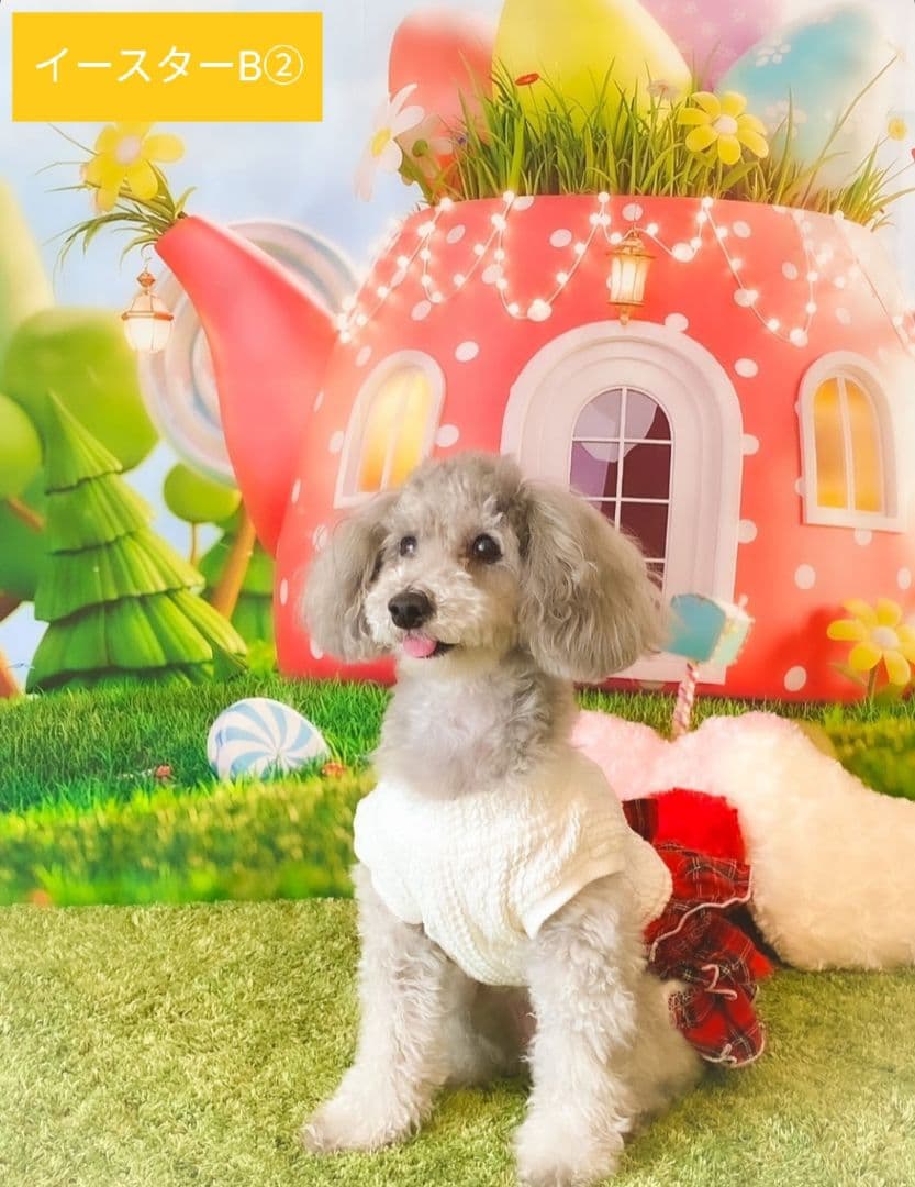 背景布お正月F④ ペット撮影用フォトブース 干支蛇トリミング