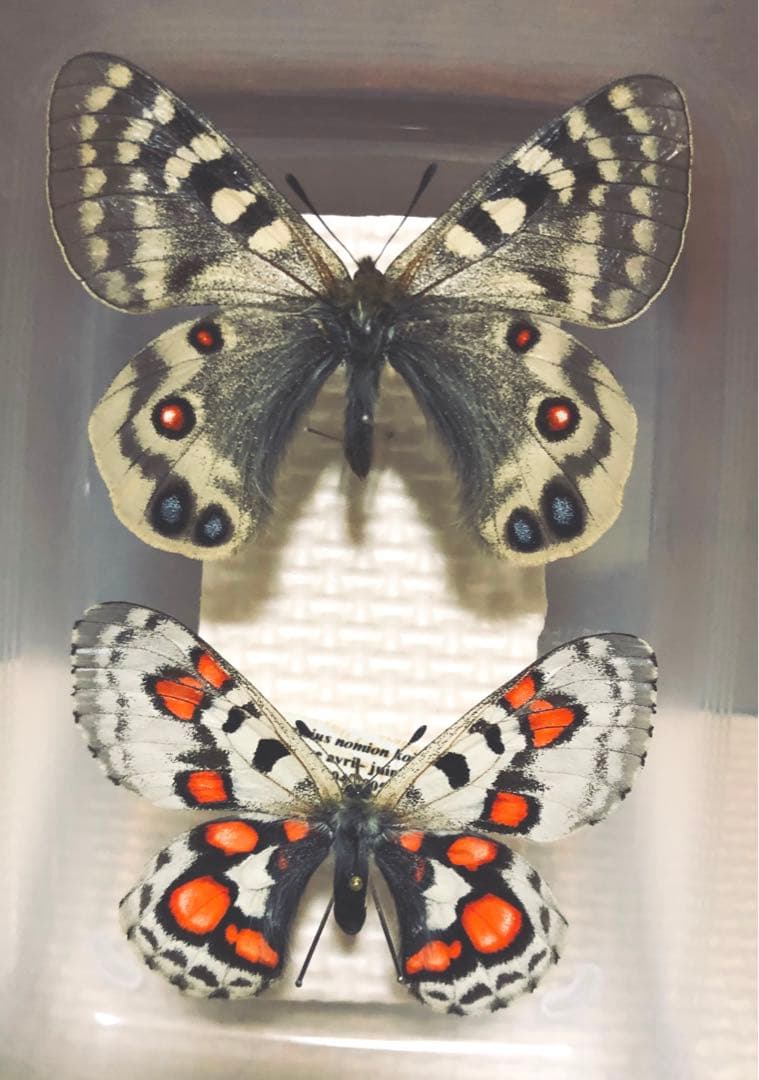 P.simo（1メス、中国青海省）