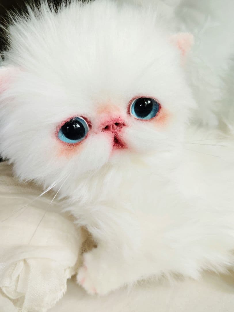 よちよち〜短足♡ころころボディ♡エキゾチック子猫ちゃん♡アート