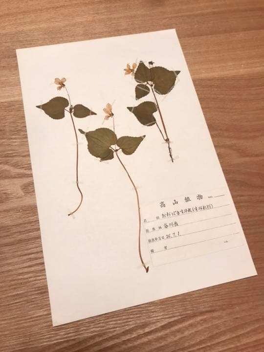 アンティーク 植物標本 高山植物 全57種