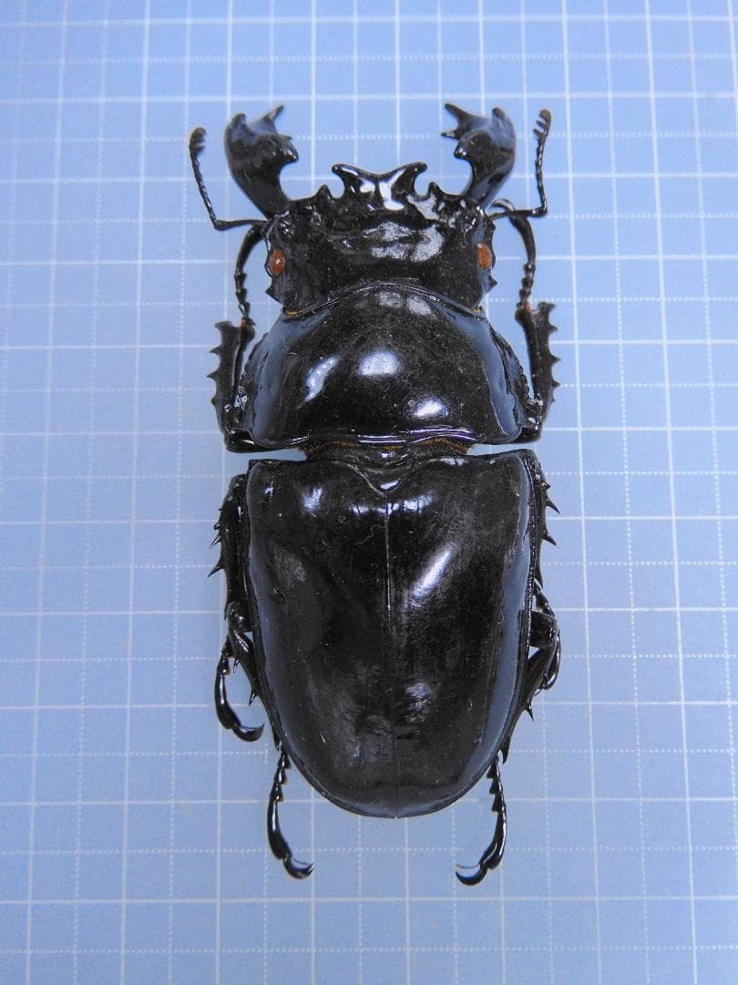 Uganda Mesotopus imperator 80mm All are dried specimens collected