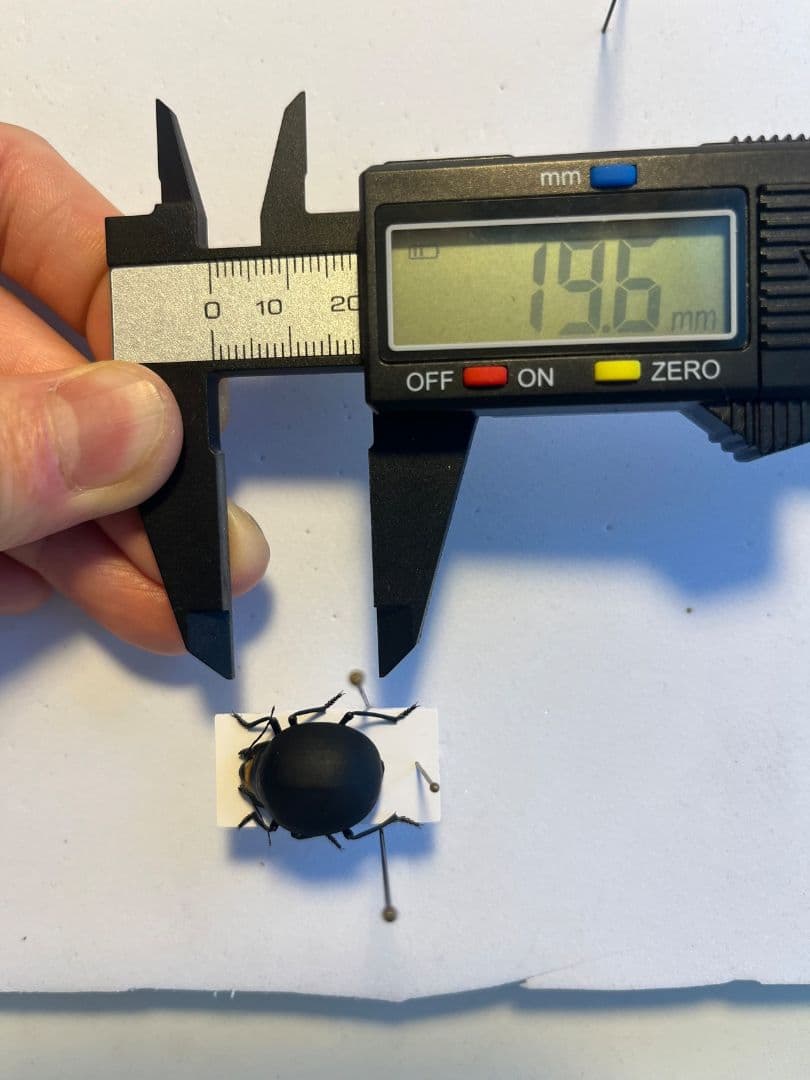 19mm】マエガミパッツンゴミムシダマシ とんでもない甲虫 昆虫標本