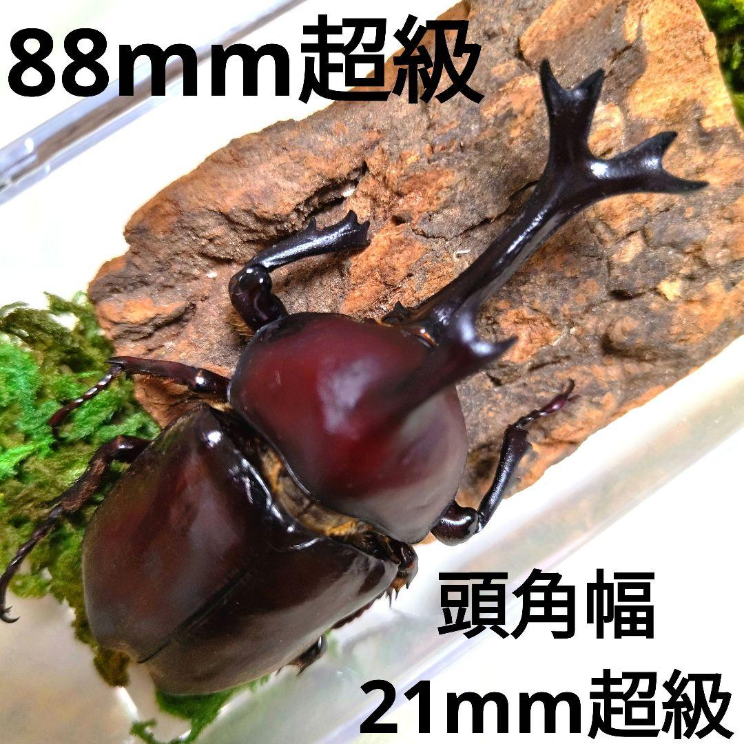 スゴい超巨大超特大大型88.5mm頭角幅21.4mmぐらい国産オスカブトムシ