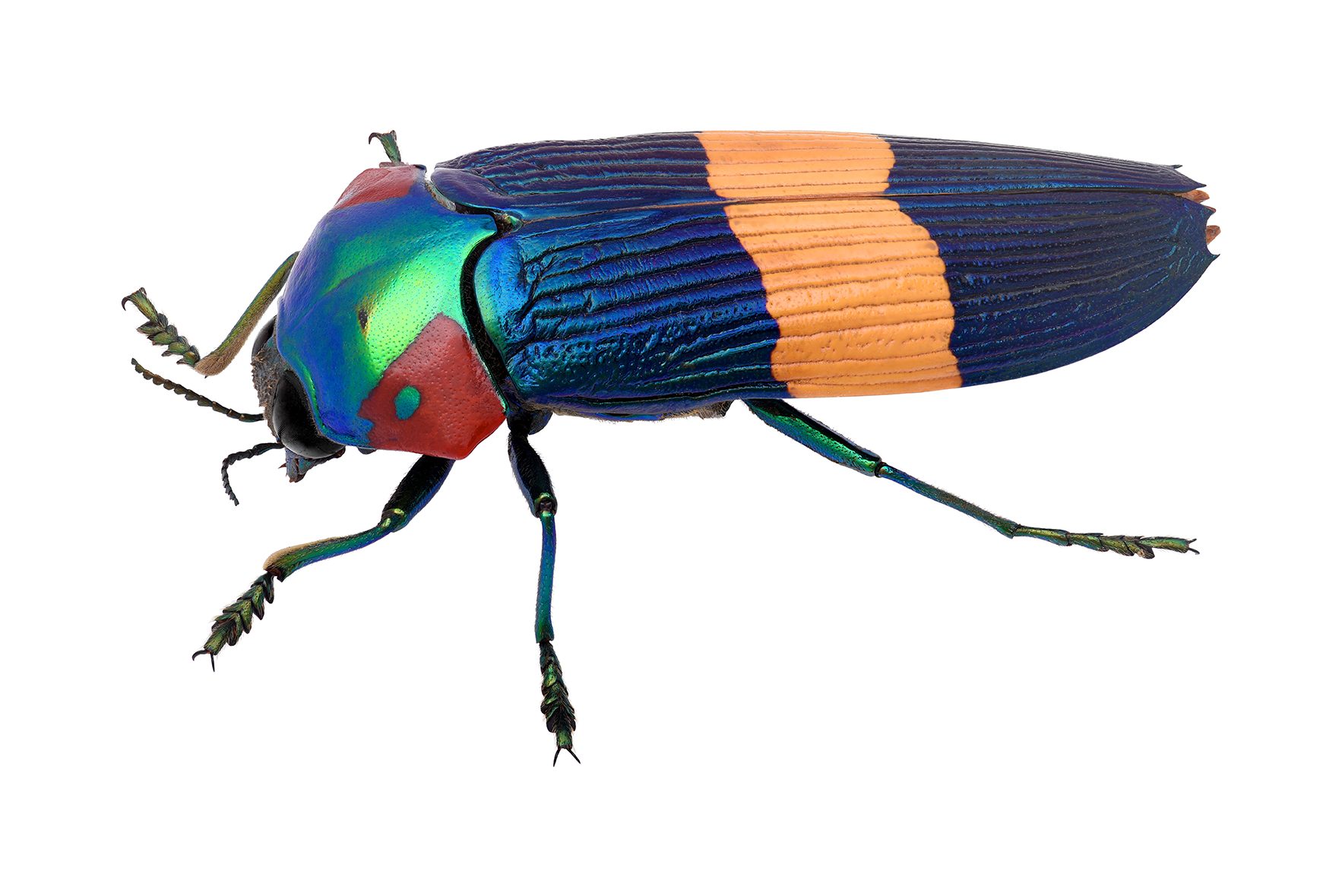 O*ん様 オーストラリアの ムカシタマムシ 3種セット オーストラリアの